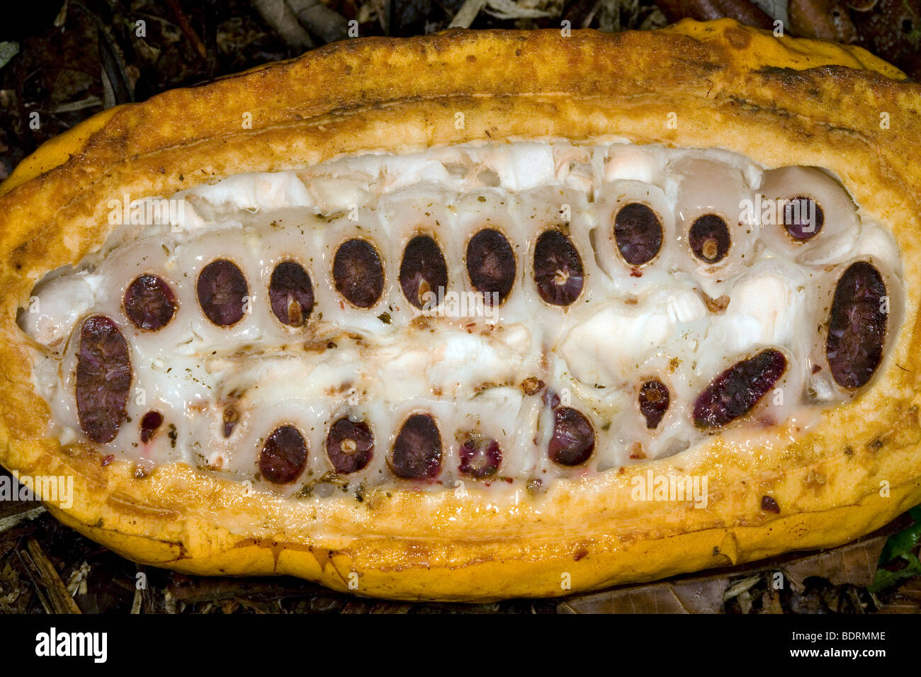 Kakaofrucht zeigen Bohnen innen geöffnet Stockfoto