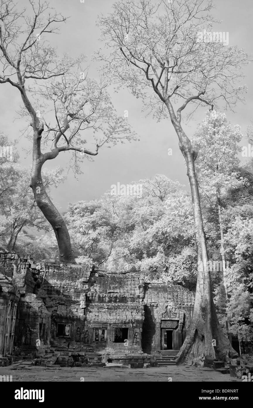 Black und White Infrarot-Bild von Bäumen über Ta Phrom Tempel, eines der Angkor-Tempel in der Apsara Comples, Siem Reap, Cambod Stockfoto