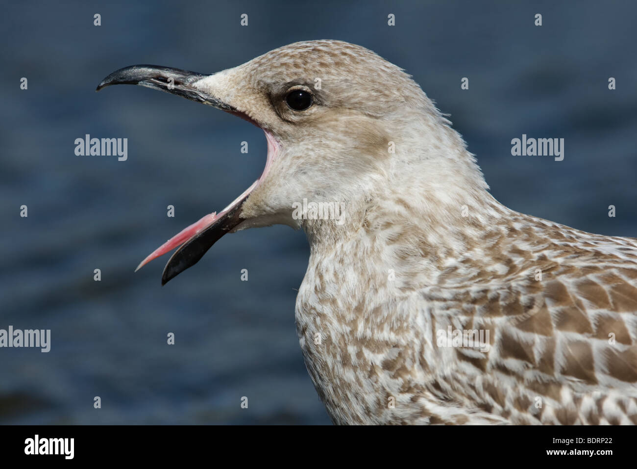 Juvenile gelben Beinen Möwe (Larus Michahellis), Norfolk, England Stockfoto