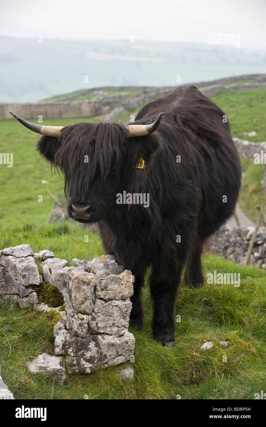 Schwarze Highland Kuh stehend durch eine Kalkstein-Felsen, über Malham, North Yorkshire. Stockfoto