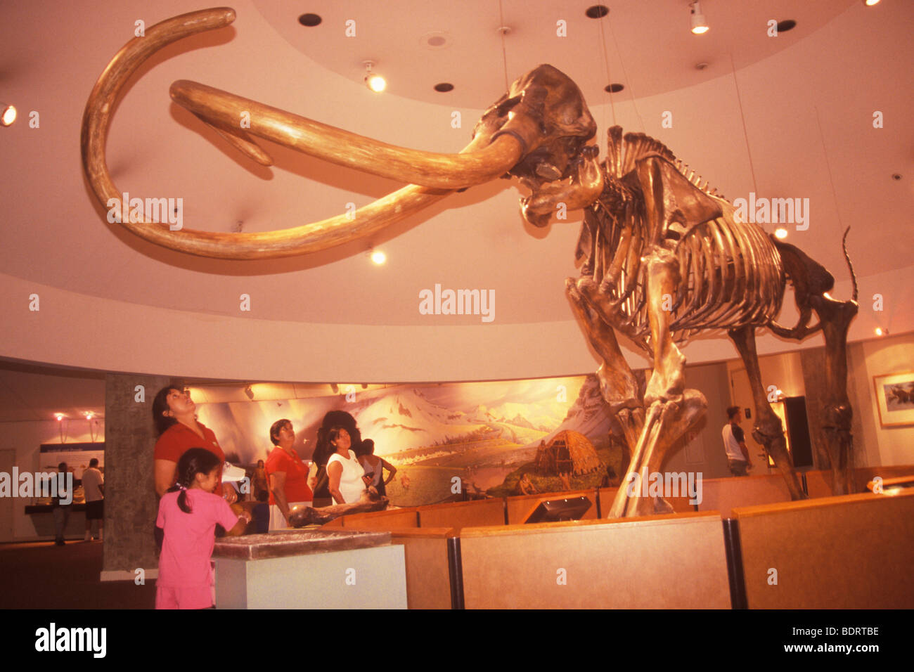 Columbia Mammut, Mamutthus Colimbi, George C. Page Museum, Los Angeles, Kalifornien Stockfoto