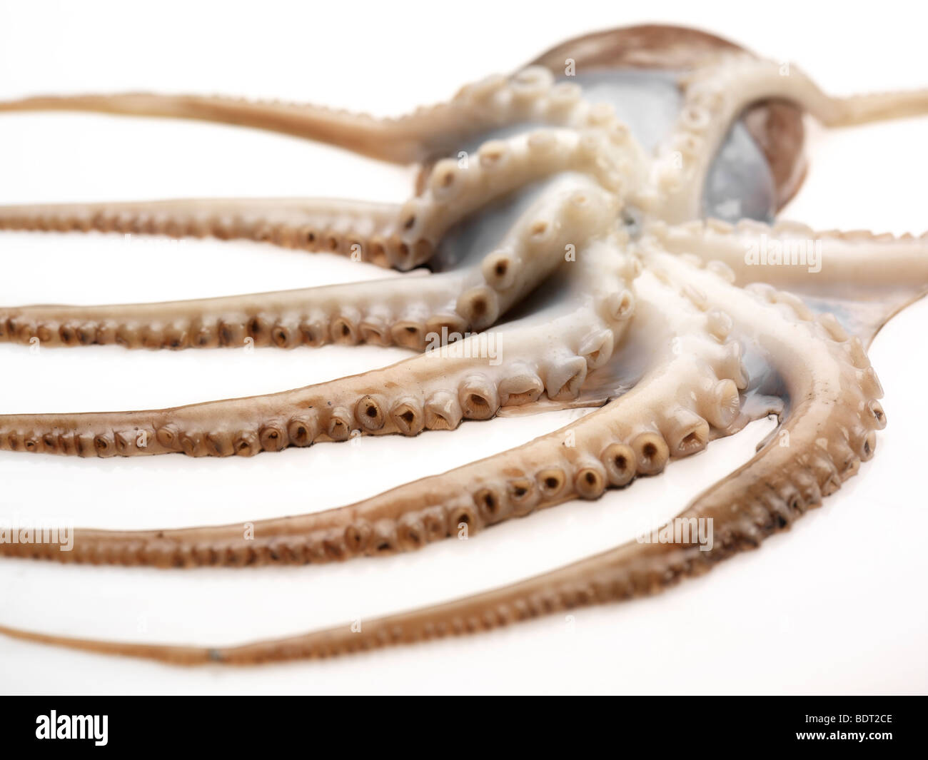 & Baby Tintenfisch Tintenfisch Tentakeln Stockfoto