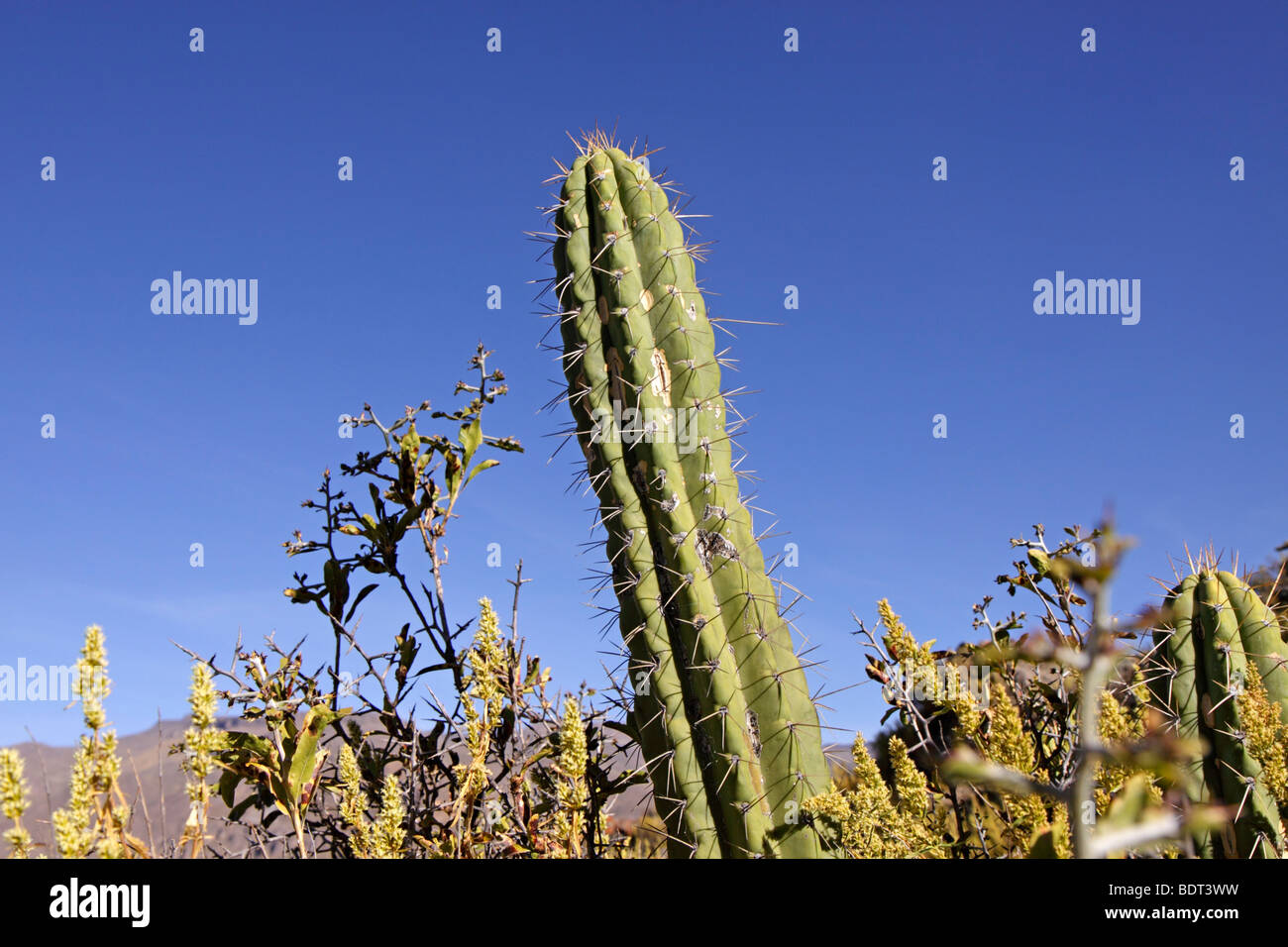 Kaktus im Colca Canyon, Anden, Peru, Südamerika Stockfoto