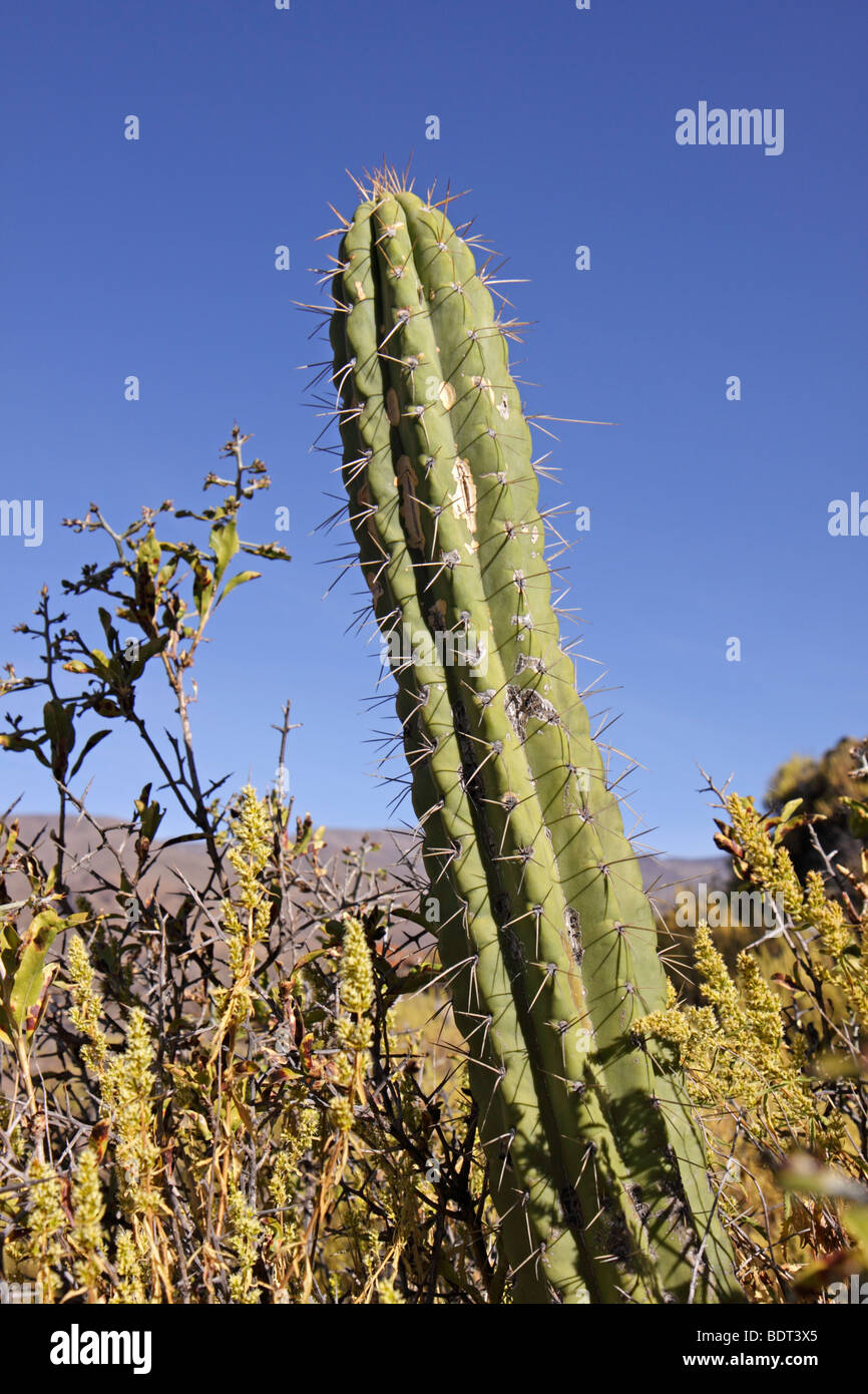 Kaktus im Colca Canyon, Anden, Peru, Südamerika Stockfoto