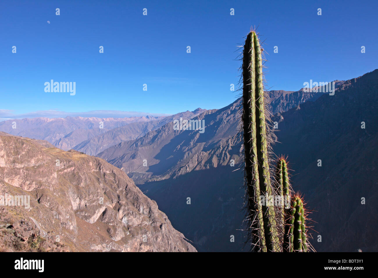 Kaktus im Colca Canyon, Anden, Peru, Südamerika Stockfoto