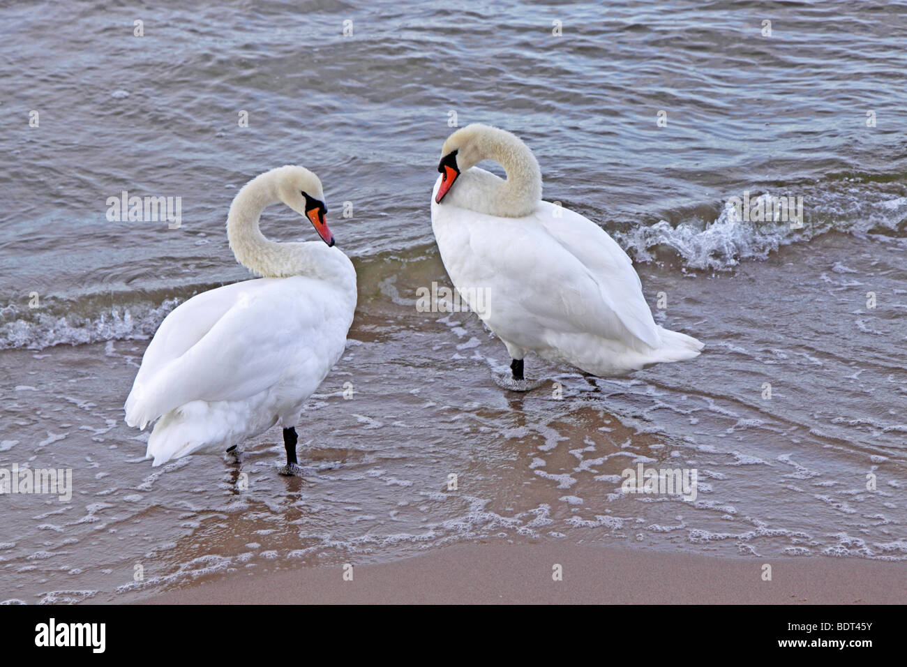 ein paar der Schwäne am Strand Stockfoto