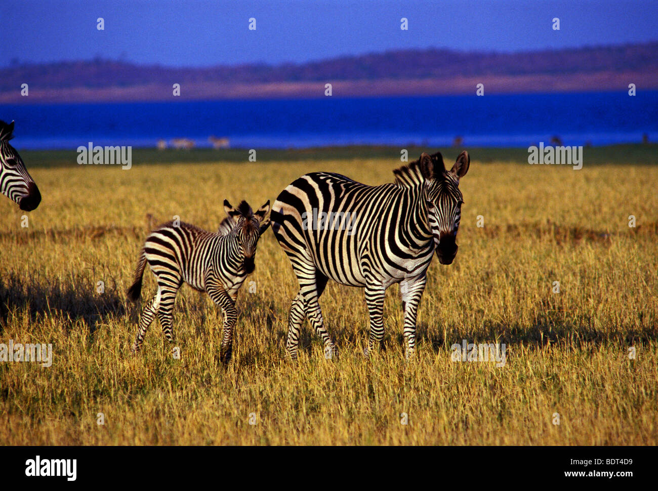 Burchell Zebra, Bumi Hills Area, Kariba See, Mashonaland West Province, Simbabwe, Afrika Stockfoto