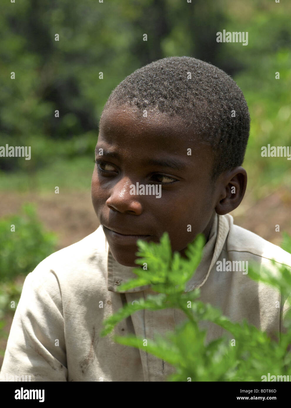 Ein kleiner Junge sitzt in seines Vaters Feld im Westen Ugandas unter die Pflanze Artemisia, eine unverzichtbare Zutat in Malaria-Medikamente. Stockfoto