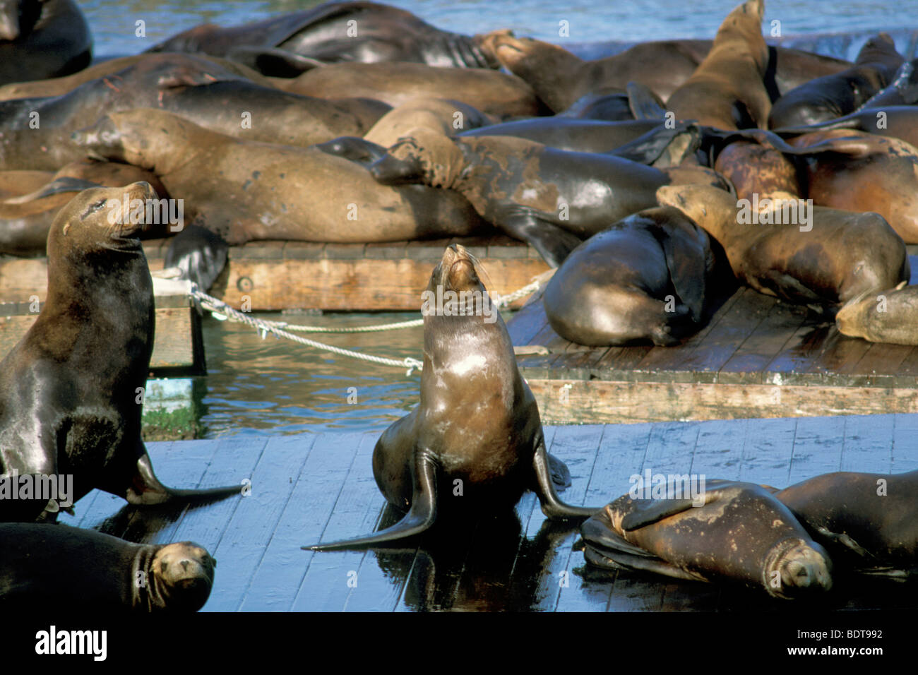 USA, San Francisco, Kalifornien Stockfoto