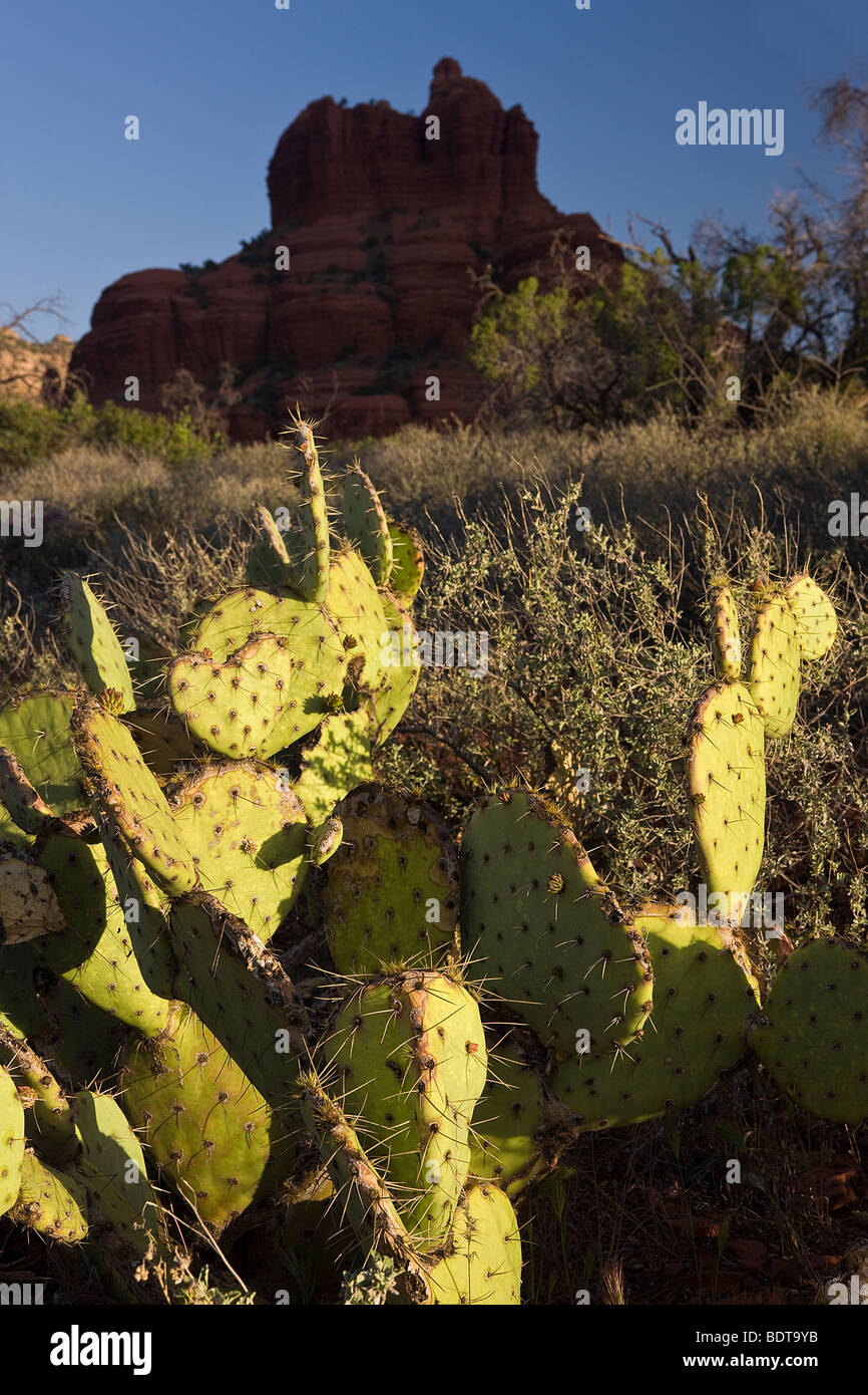 Morgenlicht auf Kakteen mit Bell Rock, Oak Creek, Arizona, USA. Stockfoto