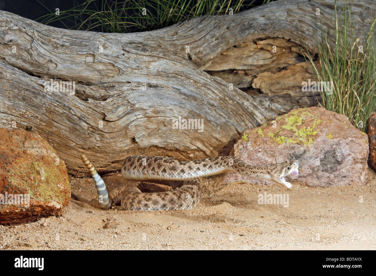 Western Diamondback Klapperschlange auffällig. Stockfoto