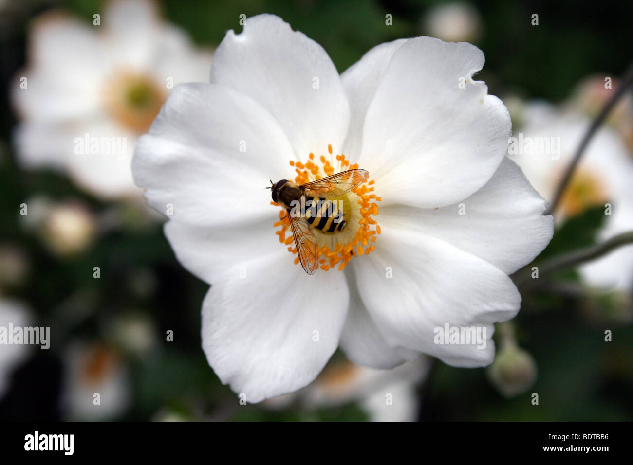 Weiße Anenome Blume mit Biene Stockfoto