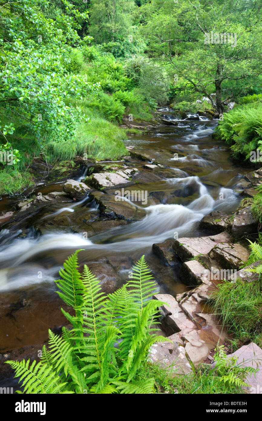 Fluss Caerfanell an Blaen-y-Glyn umgeben von Laub sommergrün, Brecon Beacons National Park, Powys, Wales, UK Stockfoto