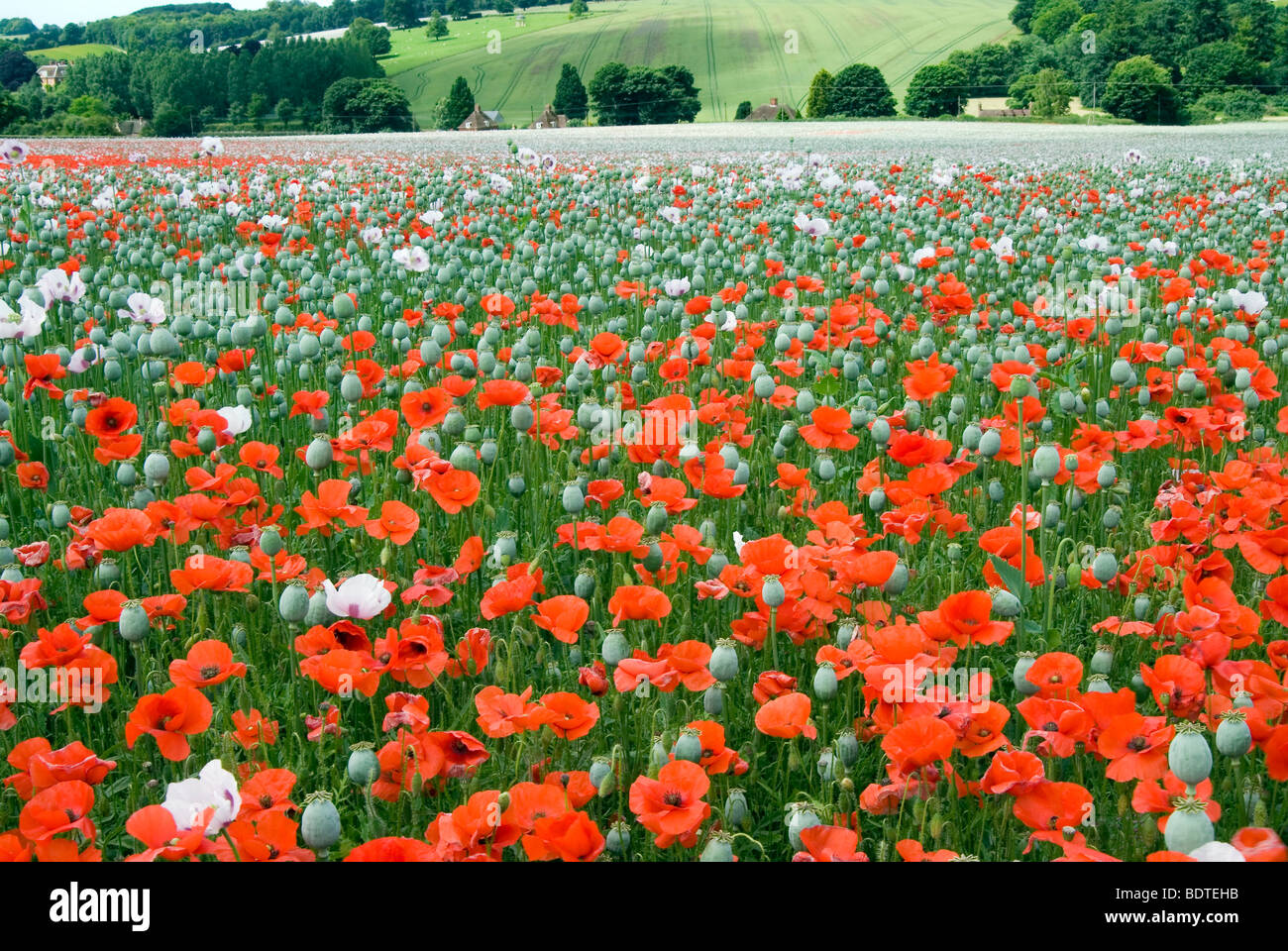 wilde Mohn eingestreut zwischen Mohn kommerziell angebaut, für medizinische Zwecke in Hampshire, England Stockfoto