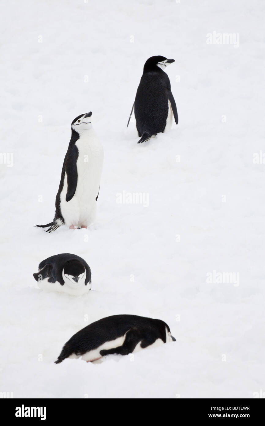 Kinnriemen Pinguine (Pygoscelis Antarcticus) am Halbmond-Insel in der südlichen Shetland-Inseln, Antarktis. Dezember 2007 Stockfoto