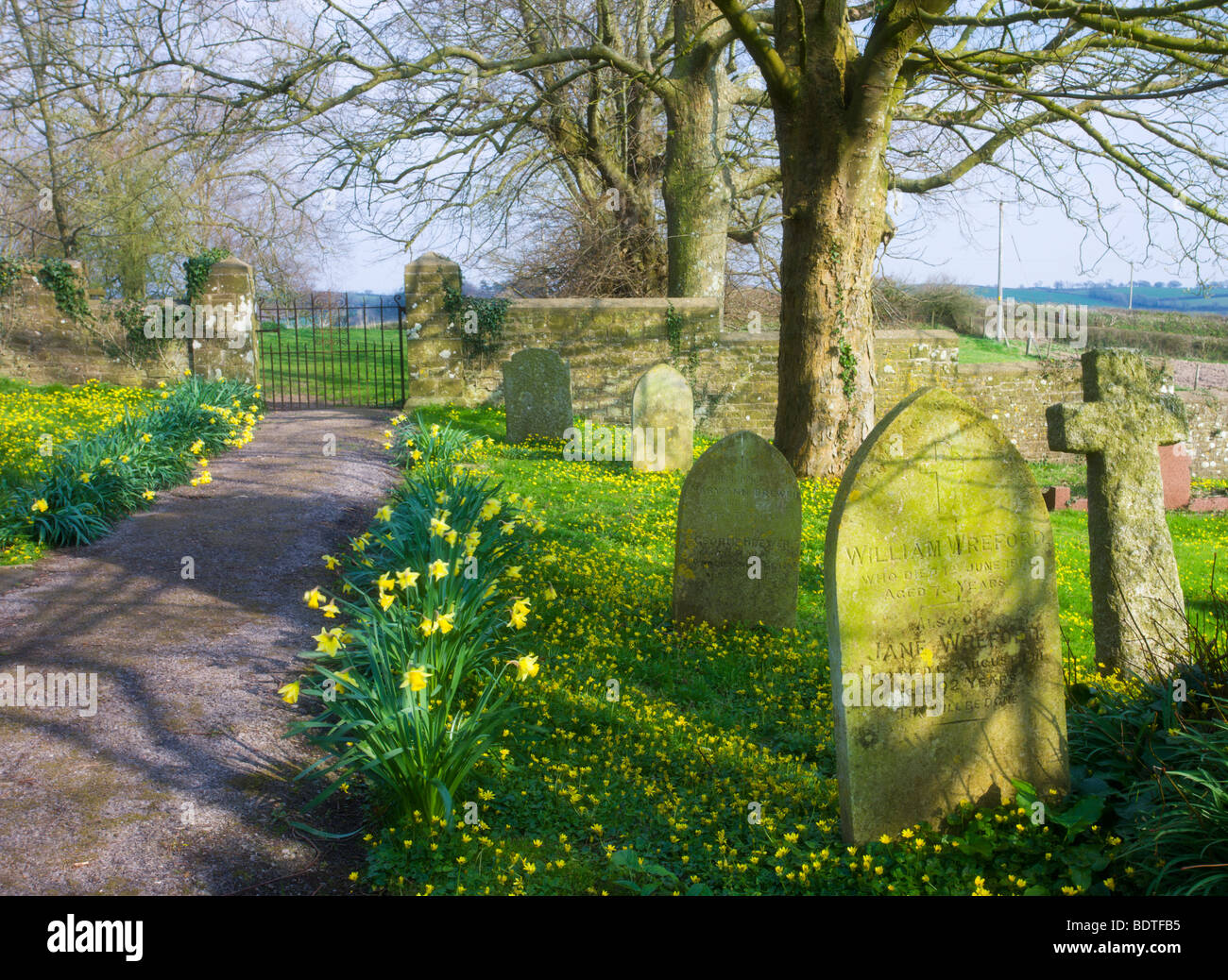 Frühling Blumen wachsen in Morchard Bischof Kirche Friedhof, Devon, England. Frühling (April) 2009. Stockfoto