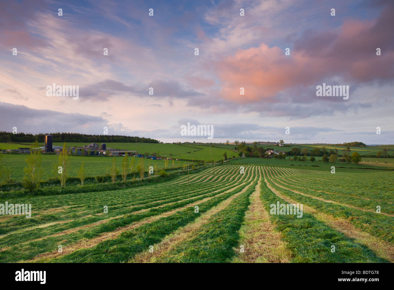 Frisch gemähten Grases in einem ländlichen Devonshire Feld, Morchard Bischof, Devon, England. Frühjahr 2009 (Mai) Stockfoto