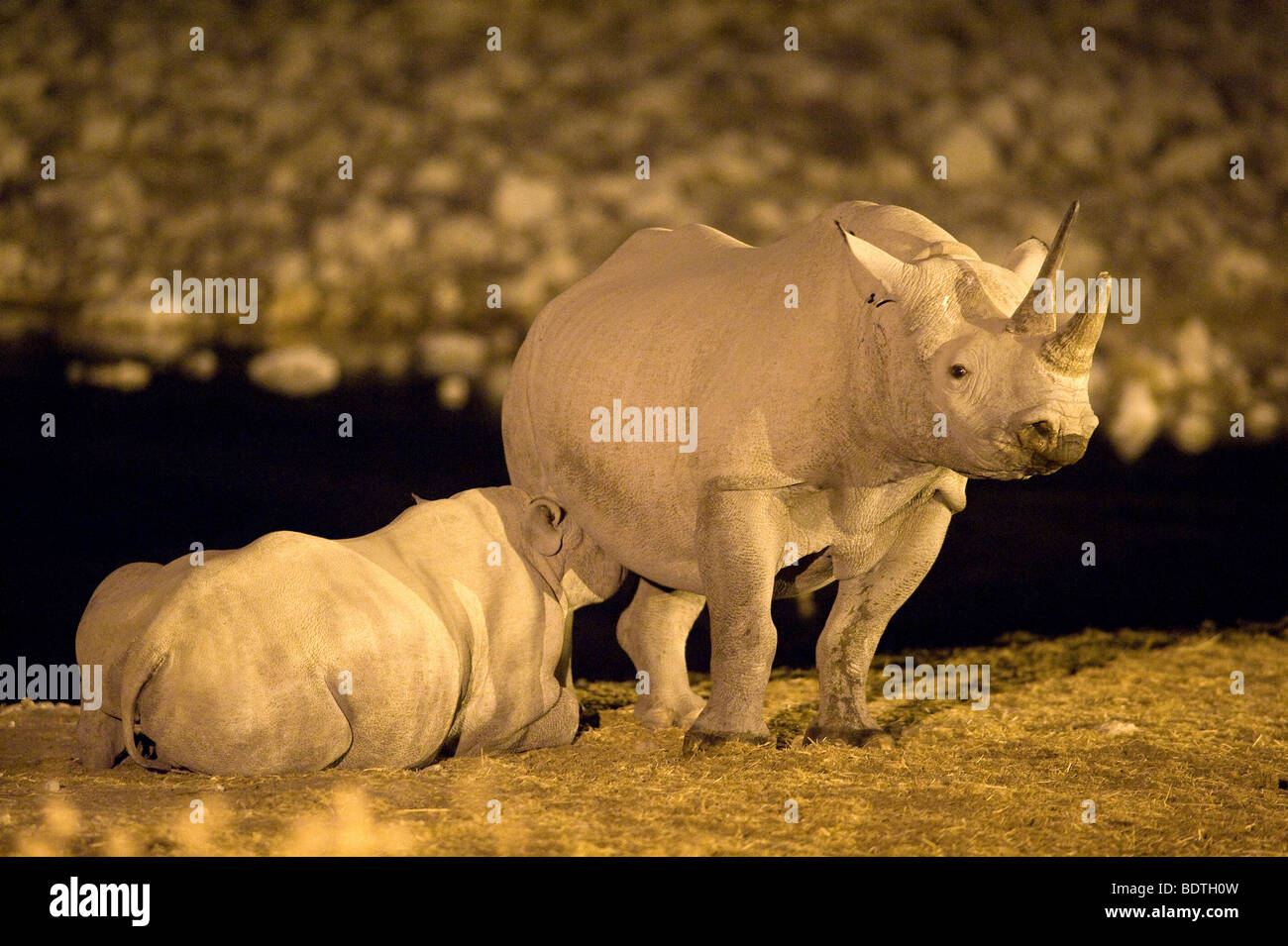 Black Rhino saugen Milch von seiner Mutter in der Nacht, Wasserloch von Okaukuejo, Etosha Nationalpark, Namibia Stockfoto