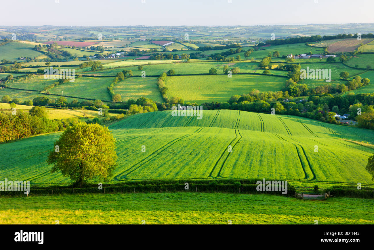 Ländliche englische Sommer Landschaft Szenen in der Nähe von Stockleigh Pomeroy, Devon, England. Sommer (Juni) 2009 Stockfoto