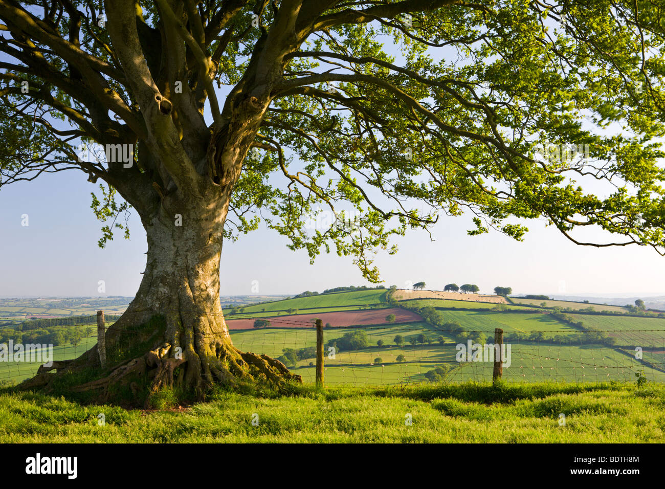 Sanfte Landschaft und Baum auf Raddon Hügel, Devon, England. Sommer (Juni) 2009 Stockfoto