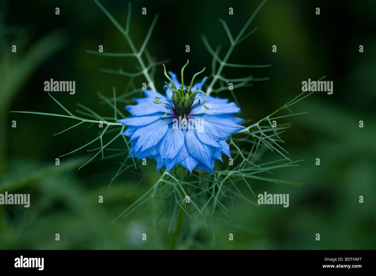 Nigella Damascena Love-in-a-mist einzelne Blume mit detail Stockfoto