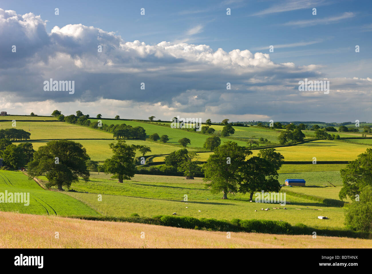Eine hügelige Landschaft in der Nähe von Broomhill, Mitte Devon, England. Sommer (Juni) 2009 Stockfoto