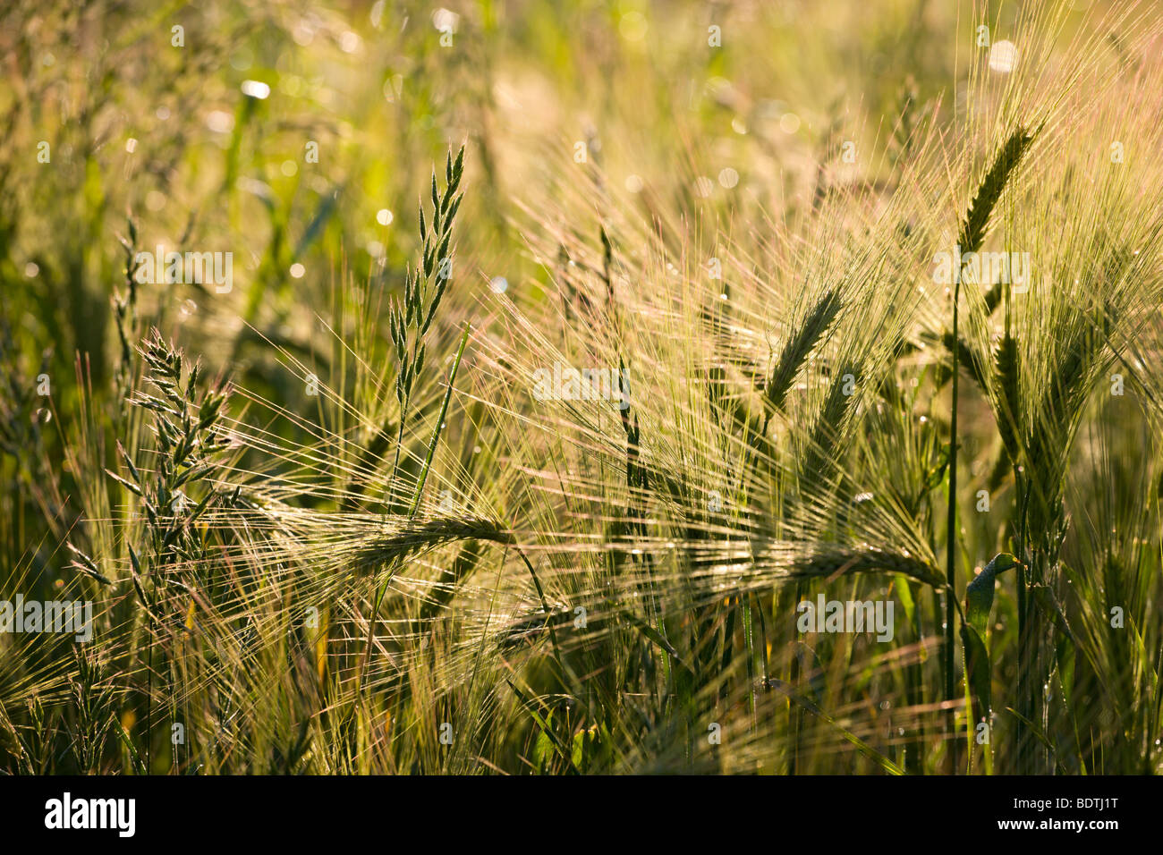 Goldene gereiften Mais wächst in einem Feld in ländlichen Devon, England. Sommer (Juni) 2009 Stockfoto