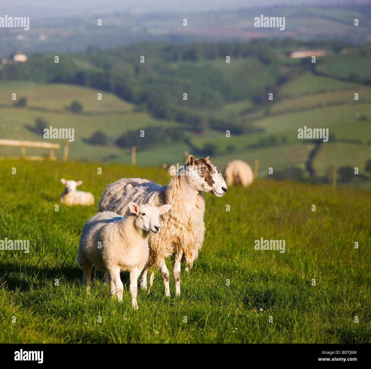 Schaf und Lamm in einem Feld in Devon, England. Sommer (Juni) 2009 Stockfoto