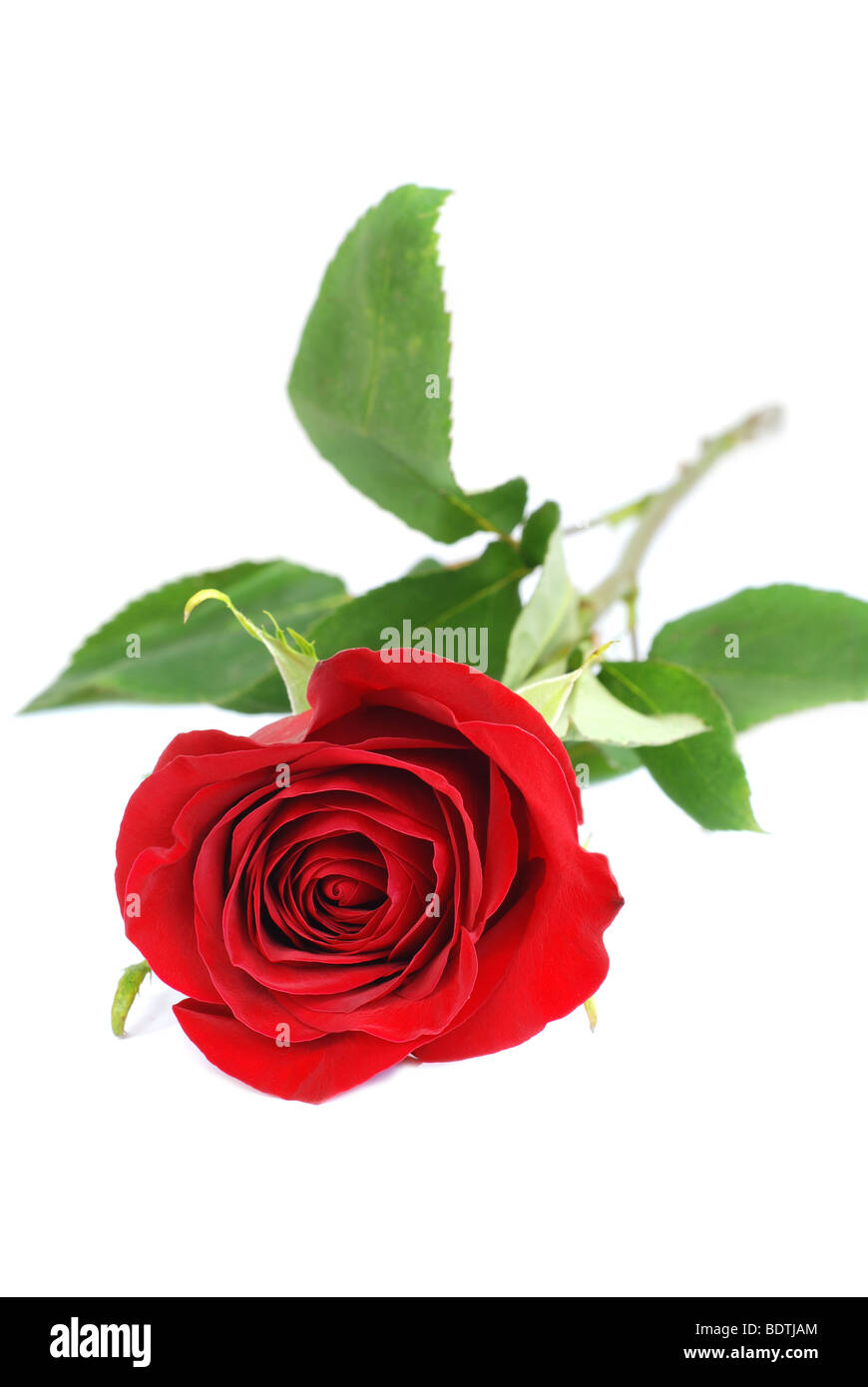 Rote Rose, isoliert auf weiss Stockfoto