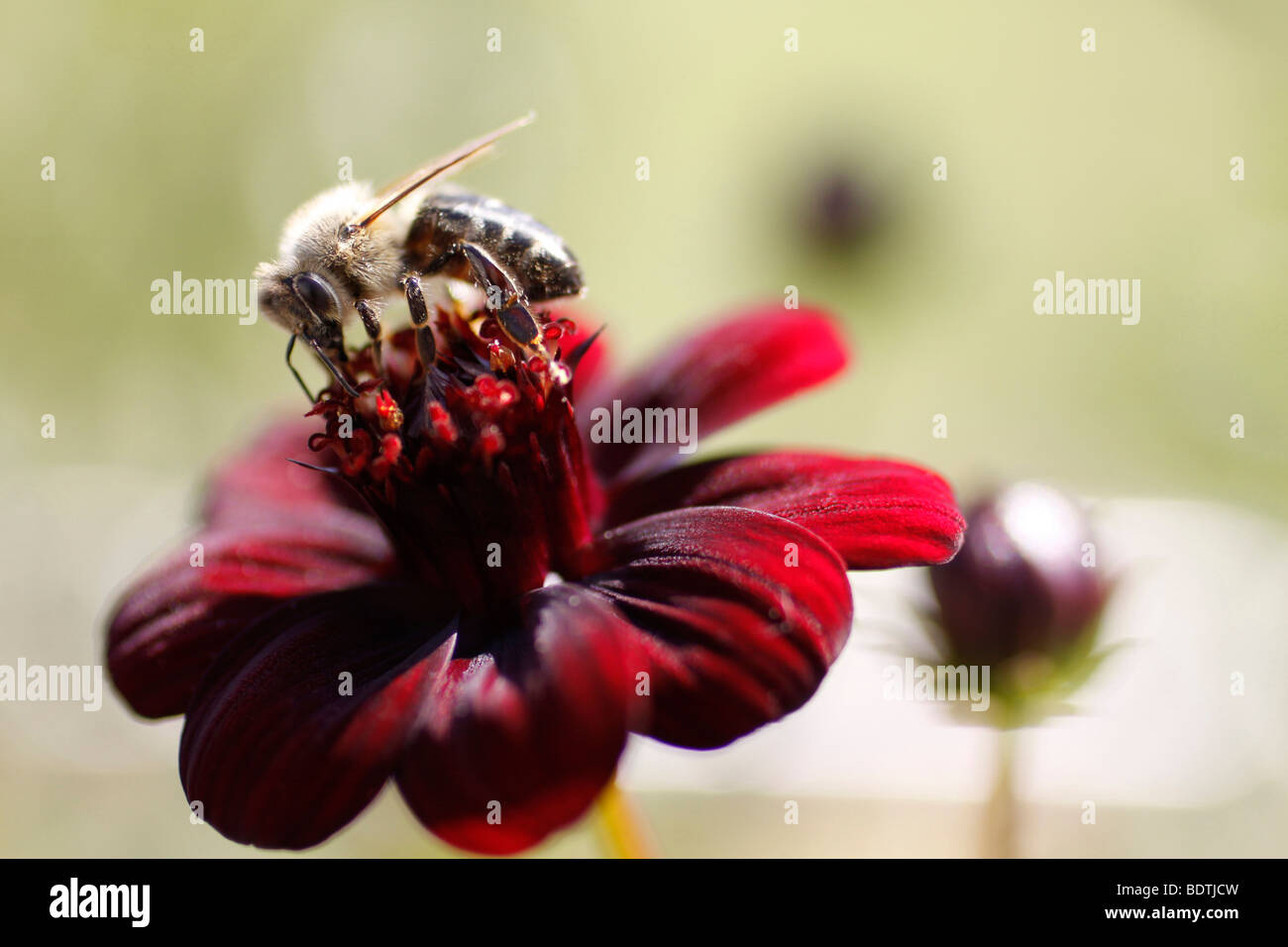 Eine Honigbiene auf einer rötlich braune Blume Nektar zu sammeln. Stockfoto