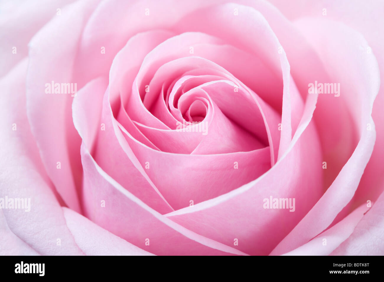 Rosa Rose Blume Stockfoto