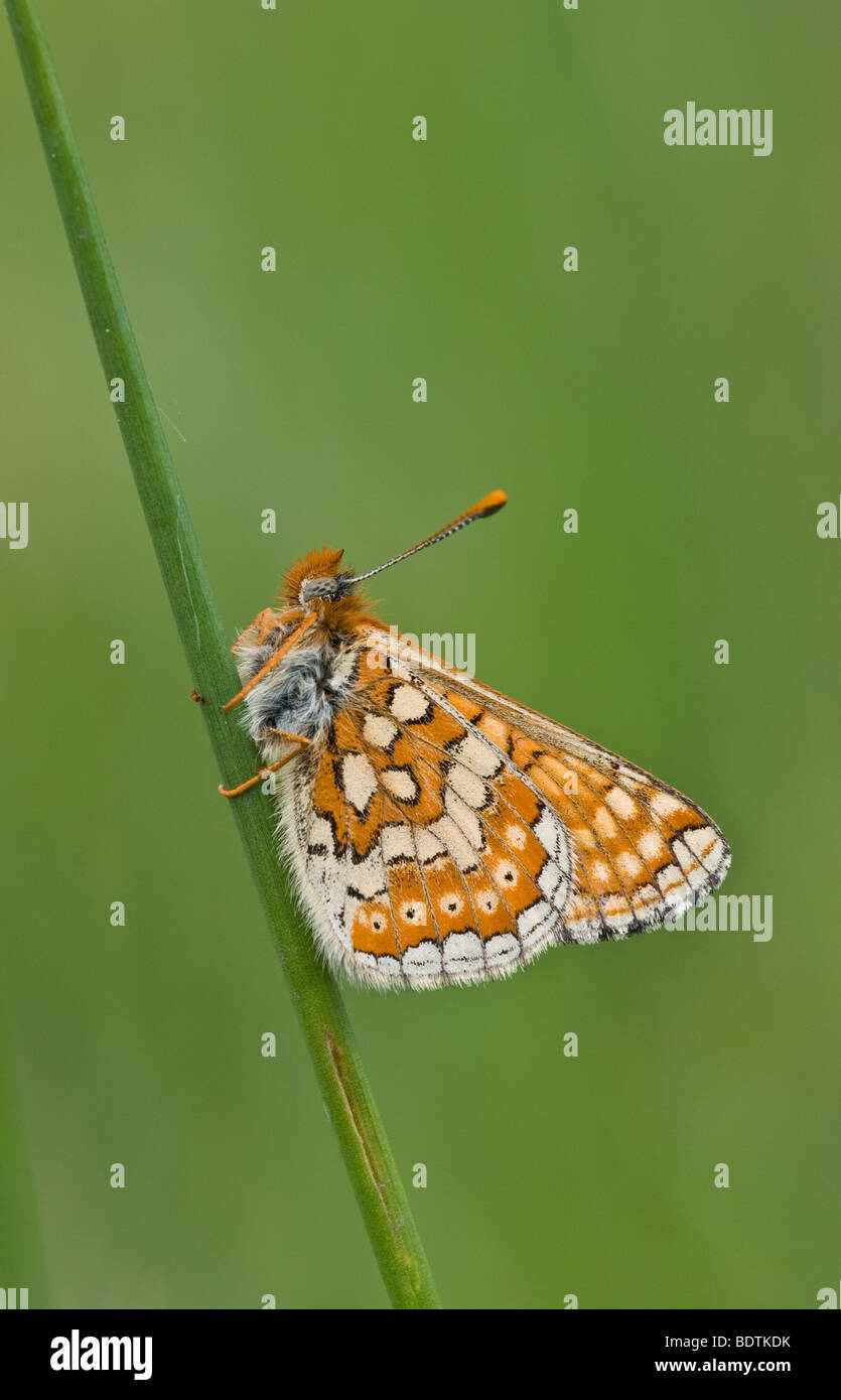 Marsh Fritillary Butterfly Etikett Aurinia frisch geschlüpften kletterte auf den Rasen Stamm und wartet, bis die Sonne seine Flügel trocknen Stockfoto