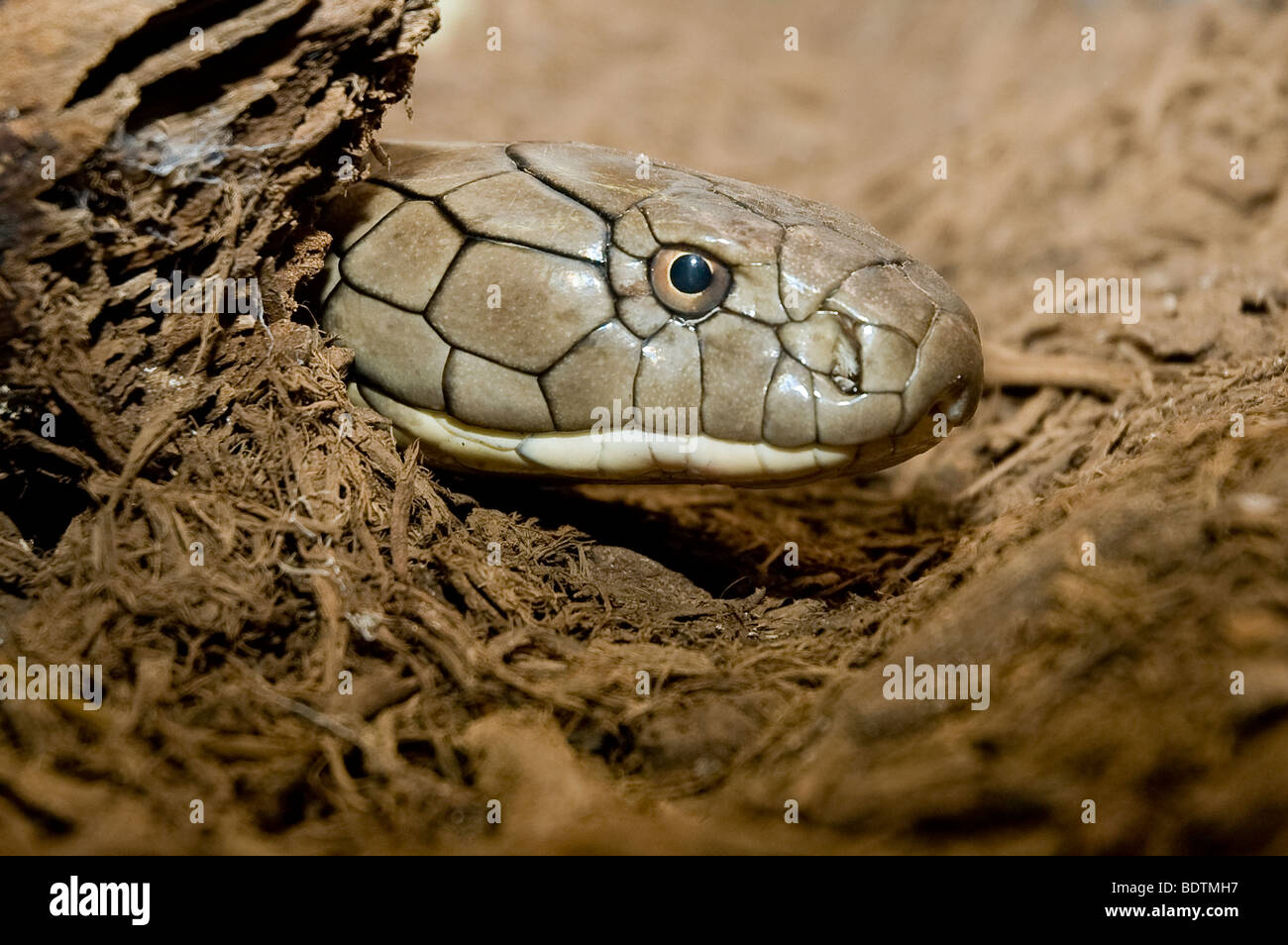 Eine tödliche Königskobra Schlange Kopf erscheint aus einem log nur oben Braun mulch Stockfoto