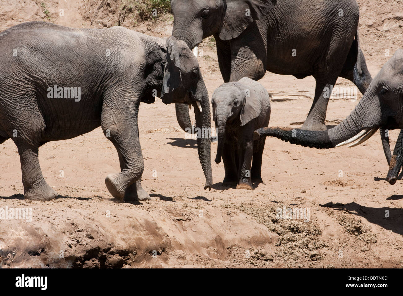 Nahaufnahme von Adorably süße kleine Baby afrikanischen Elefanten in freier Wildbahn durch die wachsamen Augen der Herde am Ufer in der Masai Mara in Kenia geschützt Stockfoto