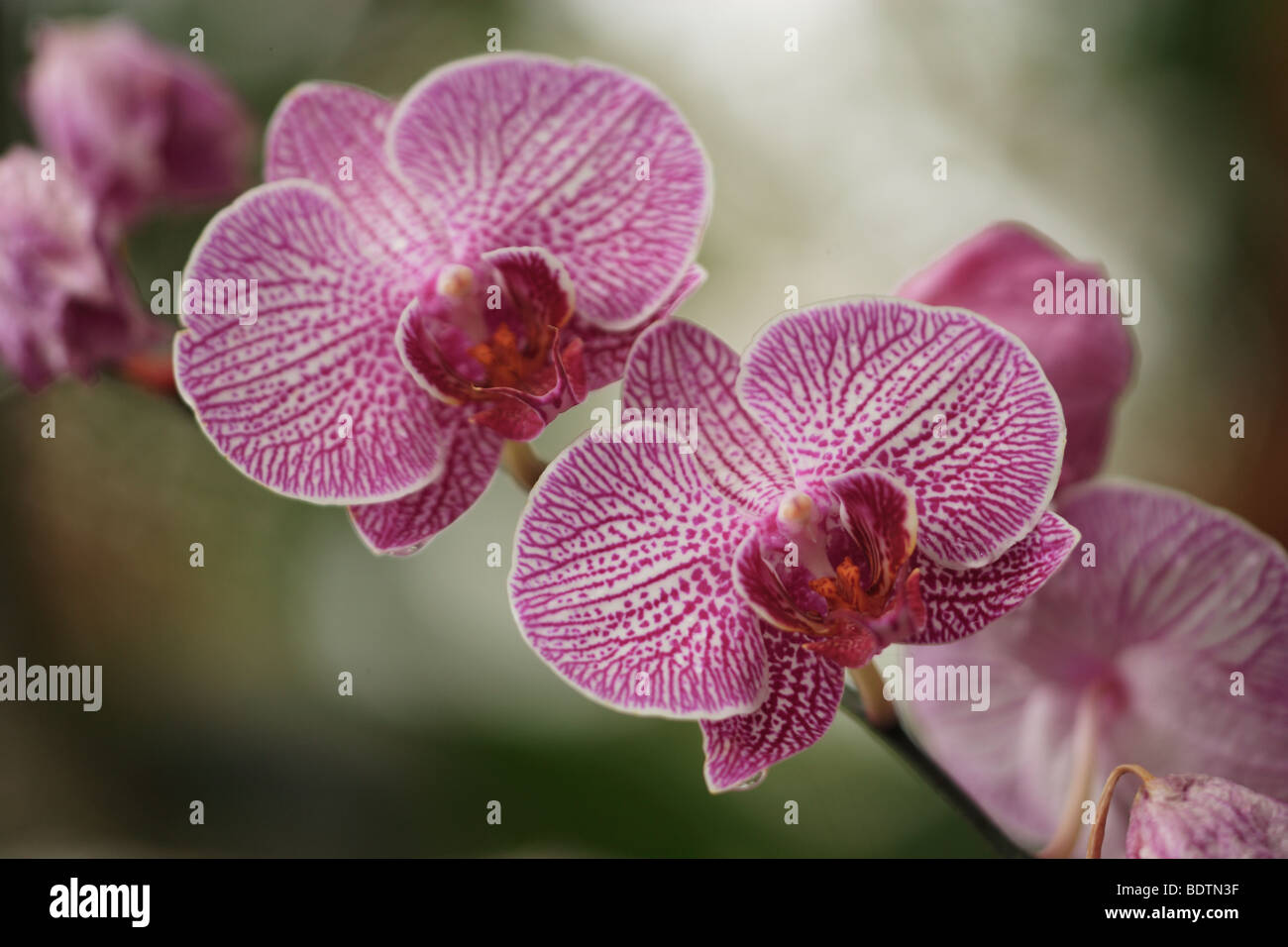 Eine gemeinsame Orchideen in den tropischen Regenwald zu sehen. Stockfoto
