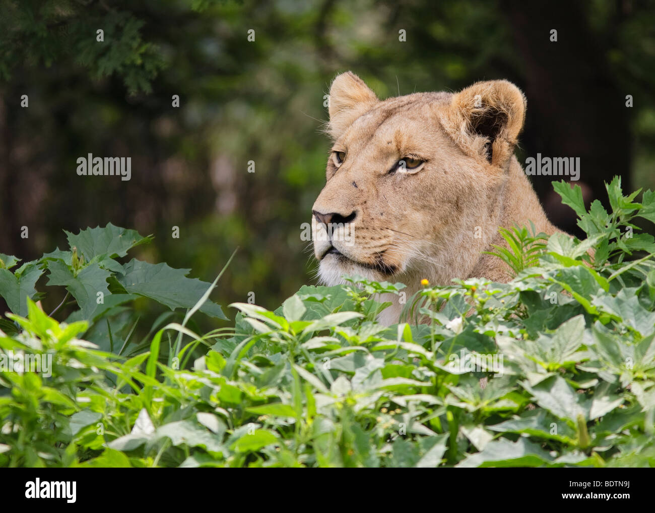Porträt der Löwin (Panthera leo), die Impalas im Kruger-Nationalpark, Südafrika, beobachtet. Stockfoto
