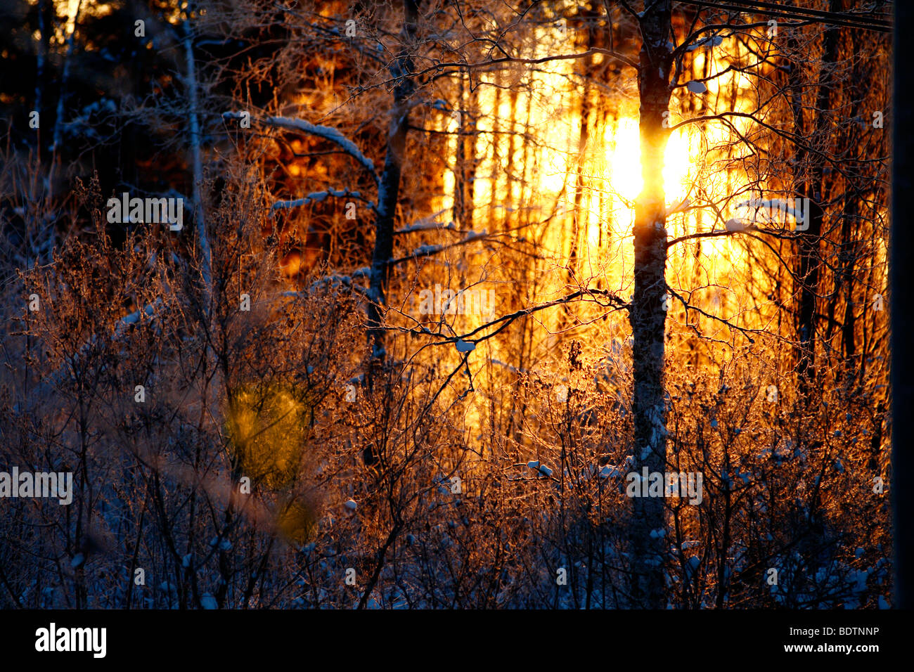 Wald und Winter Sonne Norrbotten Schweden. Stockfoto