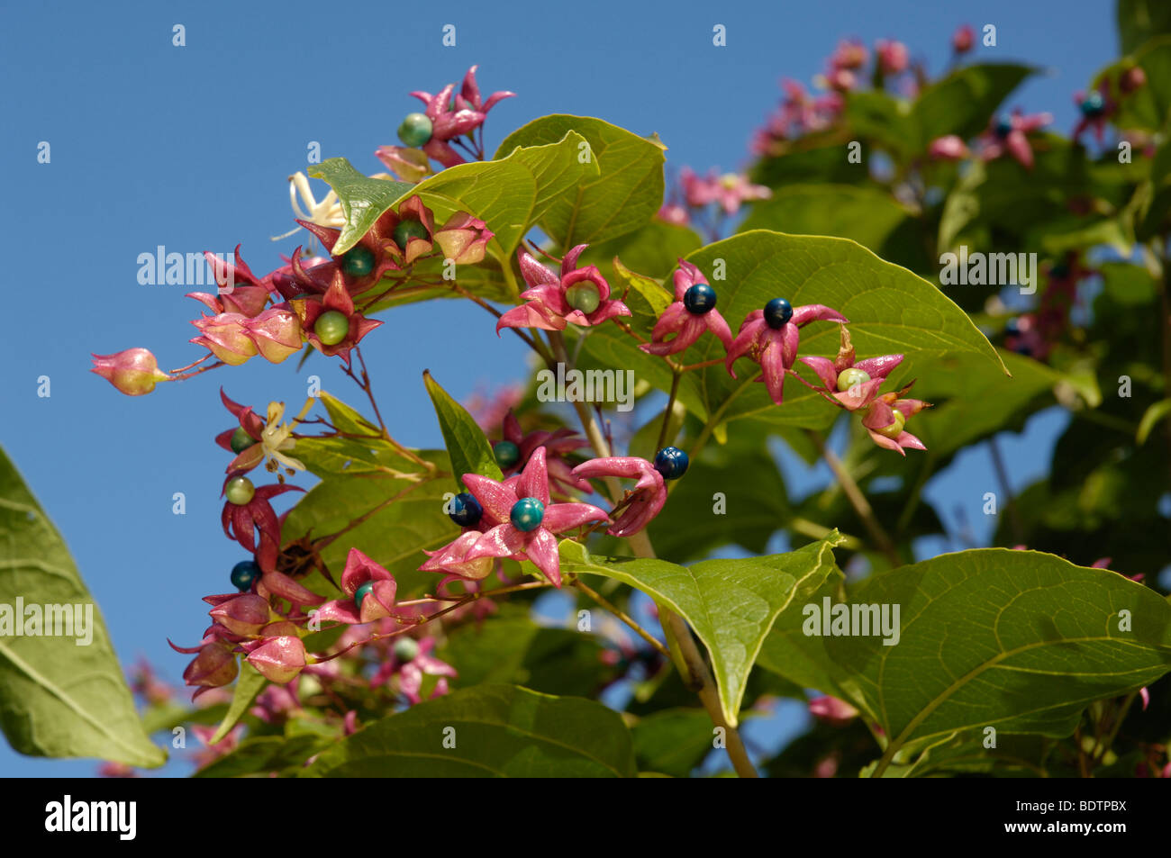 Herrlichkeit Baum / (Clerodendrum Trichotomum var Fargesii) / Japanischer Losbaum / Eisenkrautgewaeche, Verbenaceae, Stockfoto