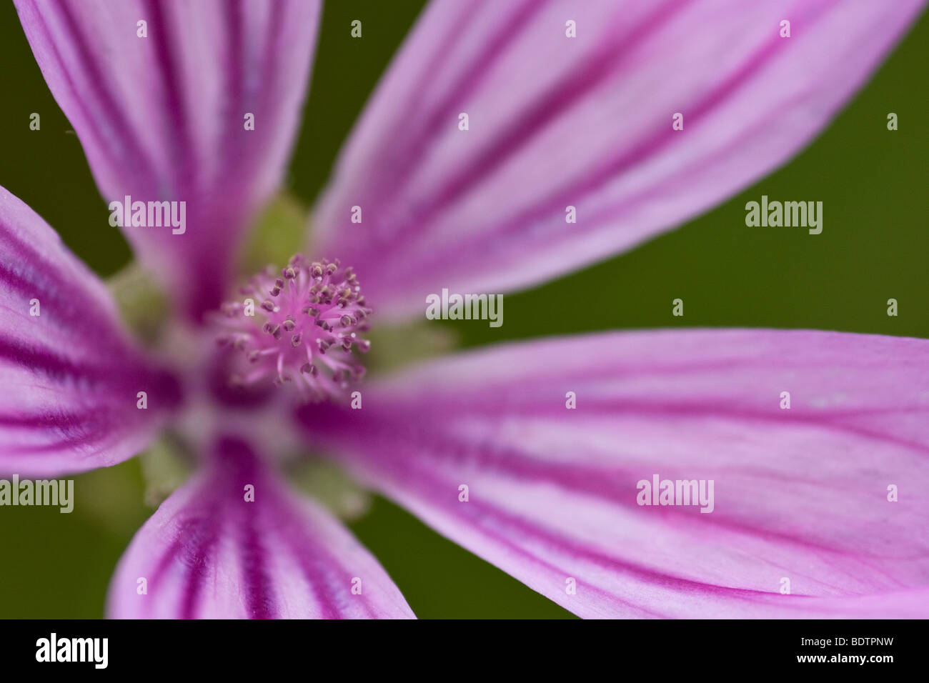 Malva blühen Stockrosen Stockfoto