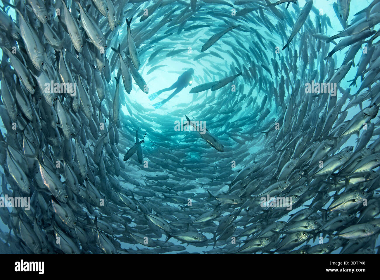 Taucher, umgeben von Bigeye Makrelen (Caranx Sexfasciatus), blaues Wasser, Tulamben, Bali, Indonesien, Indischer Ozean, Asien Stockfoto