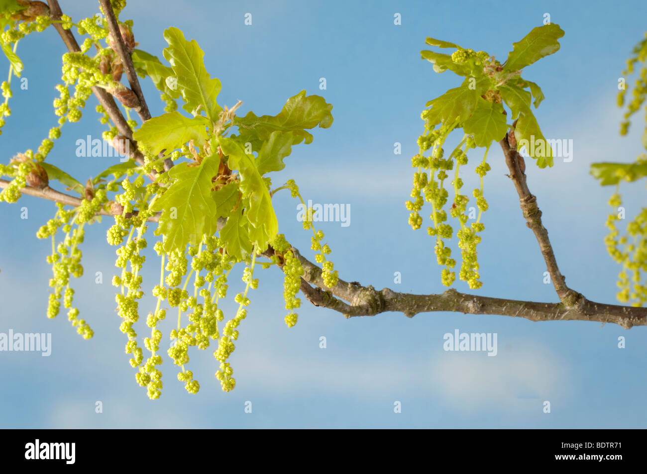 Eiche, Blüte, Quercus Robur, Sommereiche, Bluete Pedunculate Eiche Blüte, Quercus Robur, Bluete der Sommereiche, Freistellbar Stockfoto