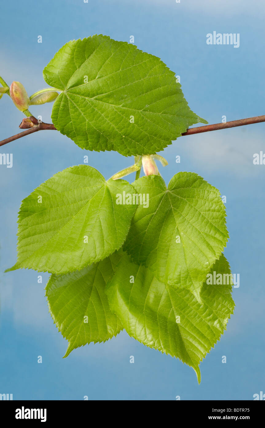 Large-leaved Kalk, Blätter, Tilia Platyphyllos, Sommer-Linde, Blaetter Stockfoto
