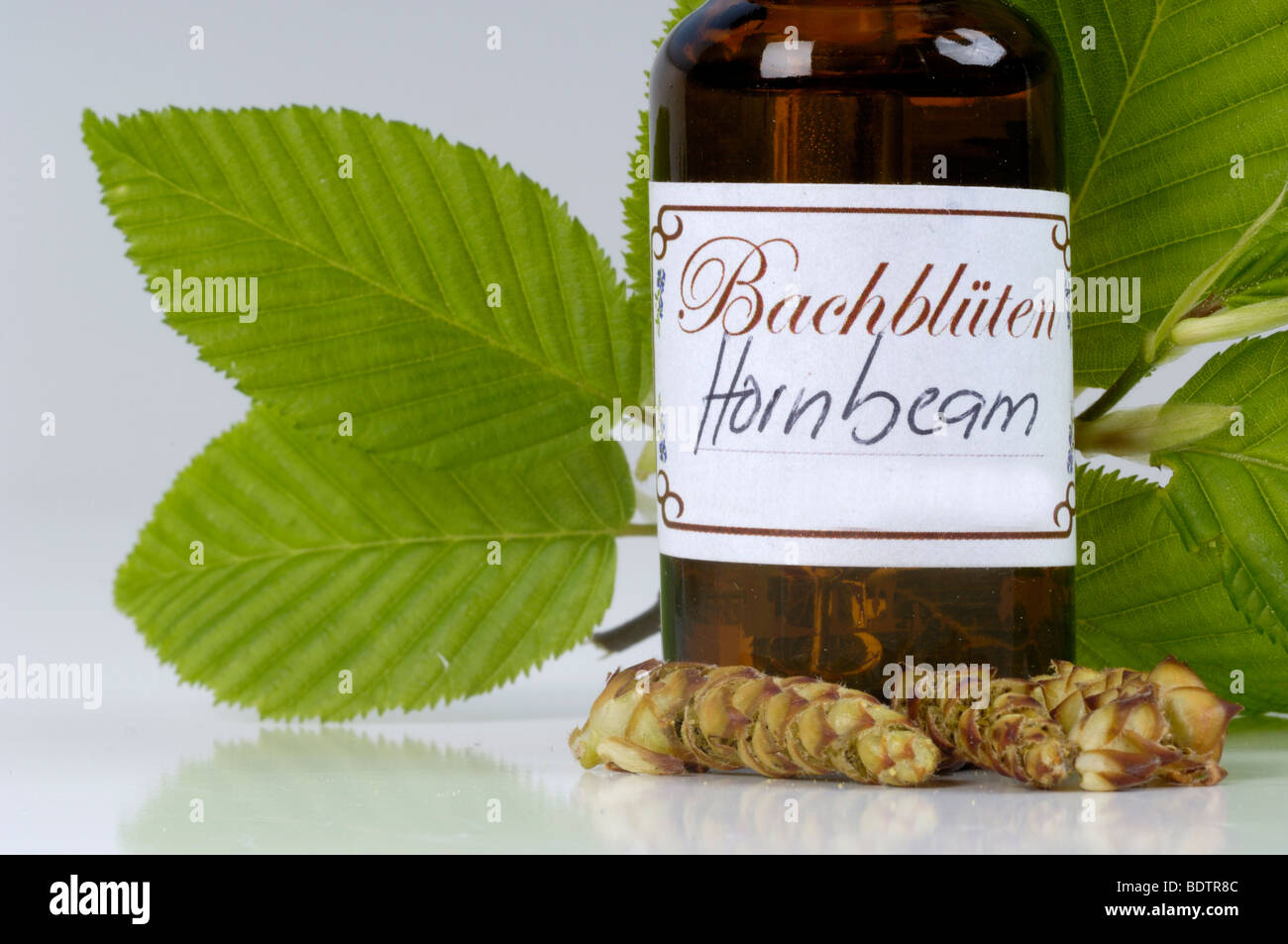 Flasche mit Bach Flower Stock Remedy, Geißblatt, Lonicera caprifolium Stockfoto