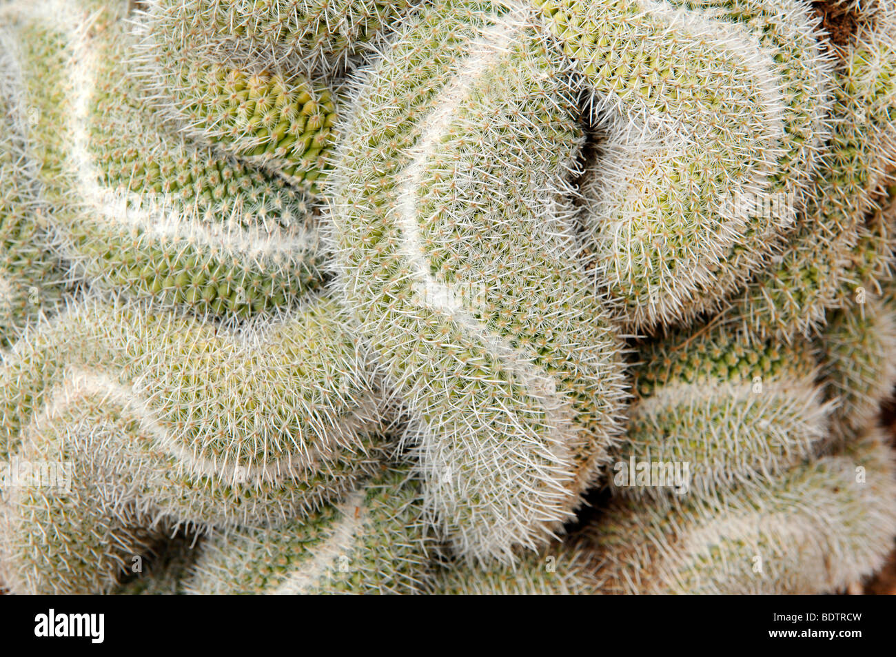 Kaktus Nahaufnahme detail Stockfoto