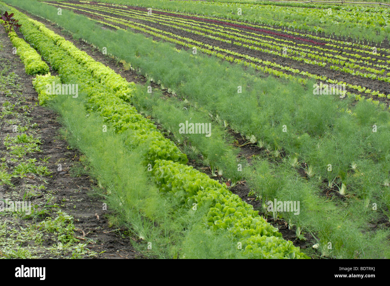 Feld mit Gemüse, Oekologischer Gemueseanbau, Gemuesefeld, Bioanbau, Demeter, Bio, Gesunde Nahrung, Agrarwirtschaft, Stockfoto