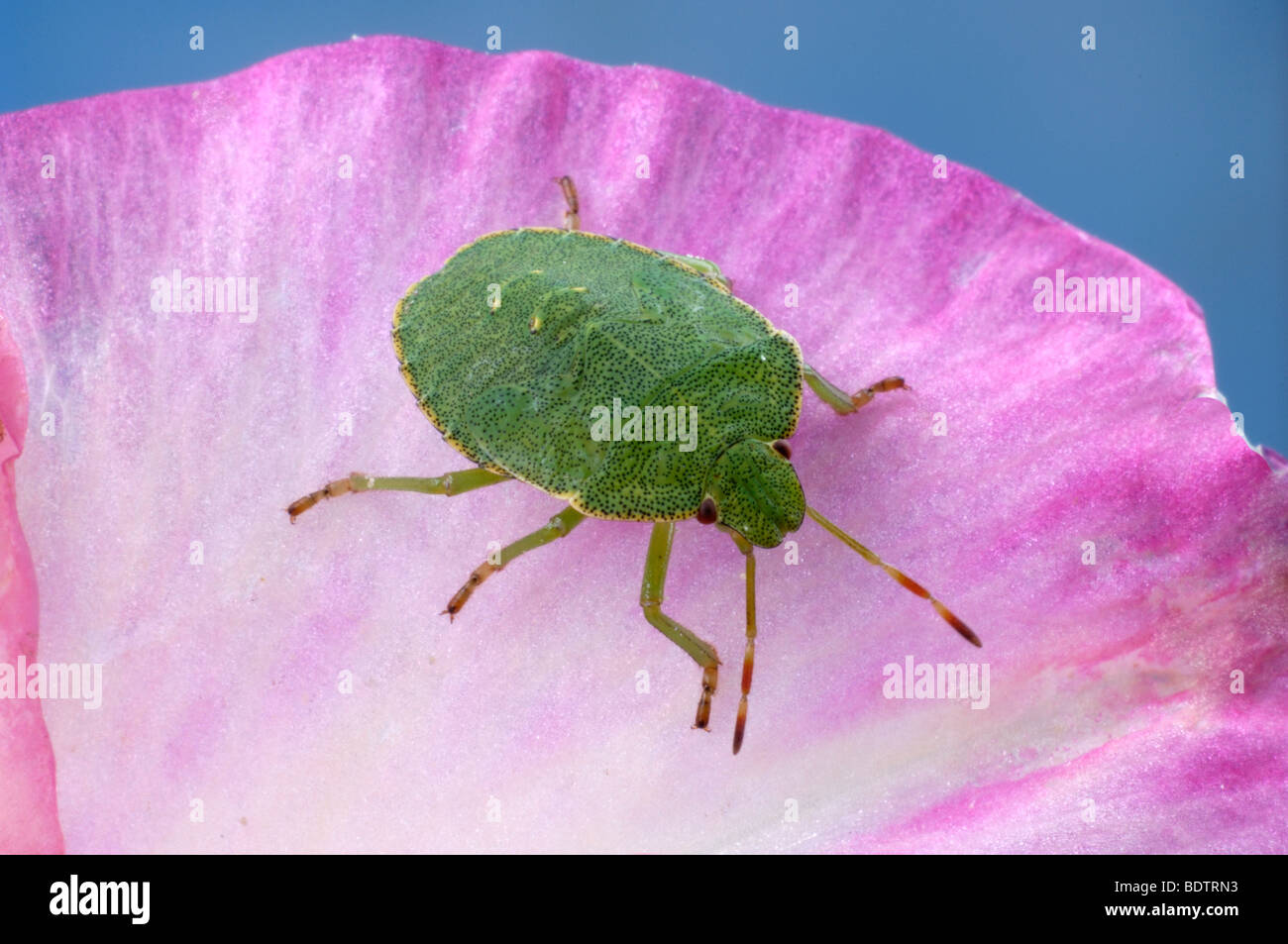 Gemeinsamen Green Shield Bug, Palomena Prasina, Gruene Schildwanze Stockfoto