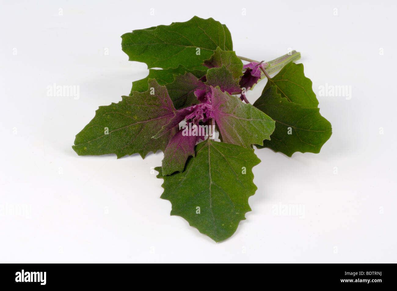 Baumspinat, Baum-Spinat, Chenopodium Giganteum, Stockfoto
