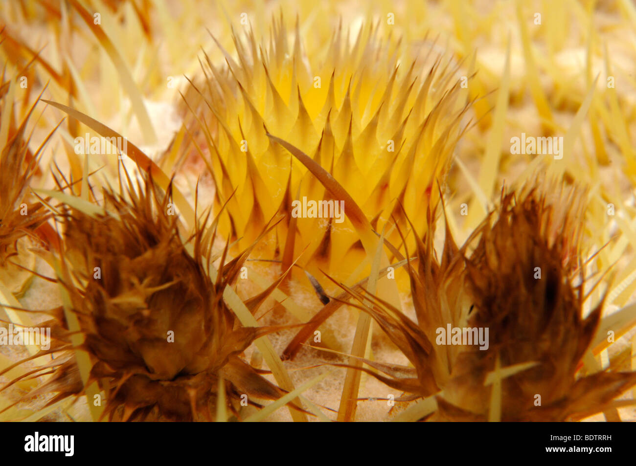 Kaktus-Blume-detail Stockfoto