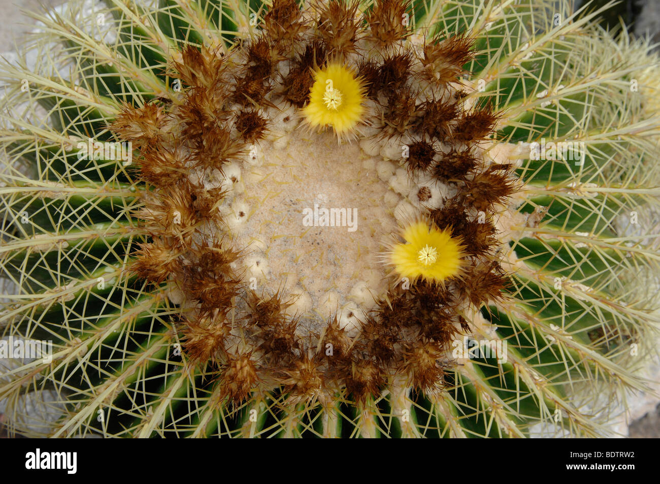 Barrel Cactus Detail Blüte Stockfoto