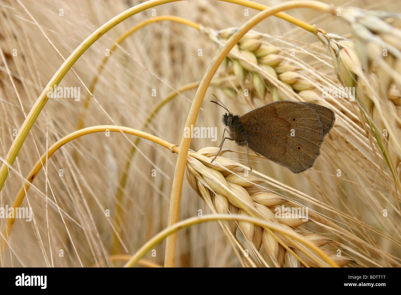 grosses Ochsenauge, Maniola Jurtina Meadow Brown Stockfoto